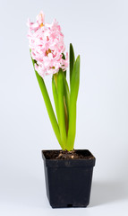 hyacinthus flower