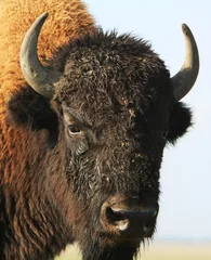  Close-up buffalo © joyt