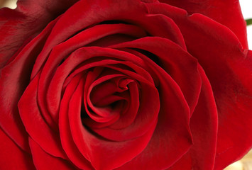 Dark red rose macro