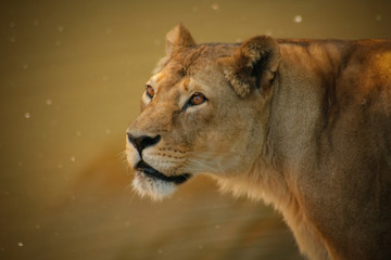 lions