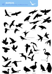 collection of 40 detailed silhouettes of different birds