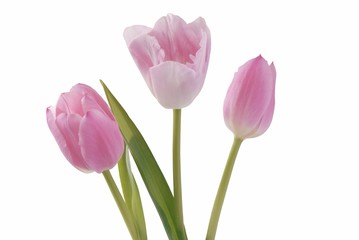 Naklejka premium różowe tulipany