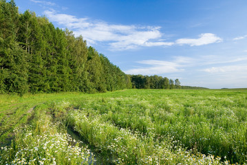 Summer forest and meadow