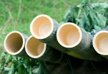 dry bamboo trees
