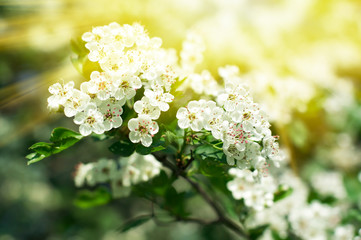 Apple Blossom. Spring garden