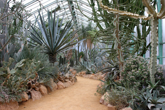 serre a cactus