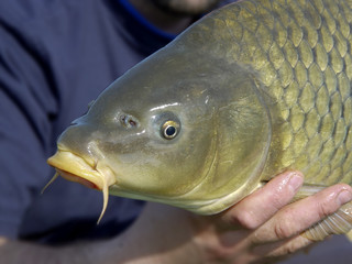 Carp head