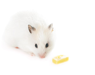 white fluffy hamster