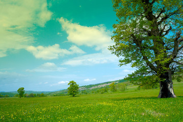 Obraz premium Spring landscape