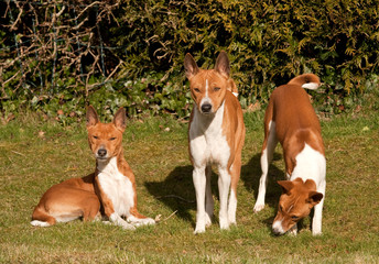 The Matriarch and the puppies