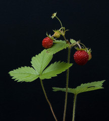 Walderdbeeren