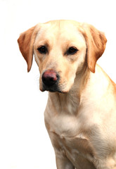 yellow labrador