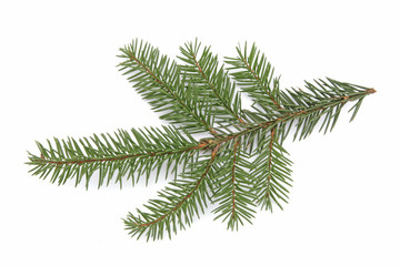 Naklejka premium Green spuce twig on the white background