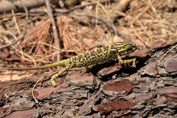 common chameleon in the nature