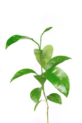 Lemon leaves