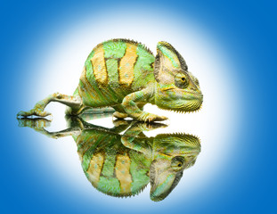 Caméléon