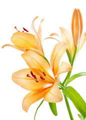 Lilies © adisa