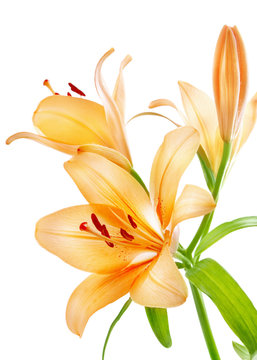 Fototapeta Lilies