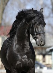 portrait of beautiful horse