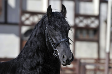 portrait of beautiful horse