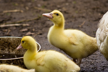 Küken, ducklings