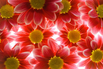 Background made of red flowers