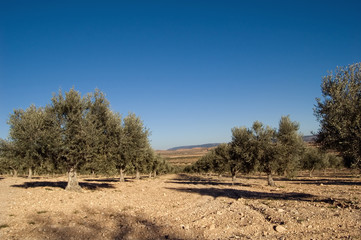 Olive trees plantation in Spain.