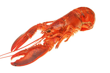 Lobster