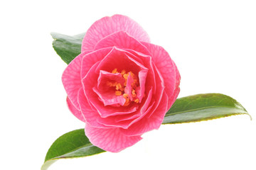 Closeup of camellia