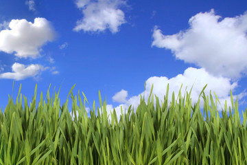 Obraz premium Green Grass Against a Cloudy Sky