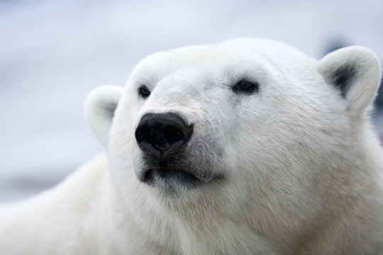 Polar bear. Portrait