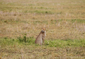 The cheetah, fastest land animal from the cat family.