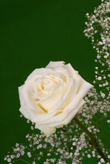 White rose head and white Gypsophila Paniculata on green background. Vertical photo, copy space