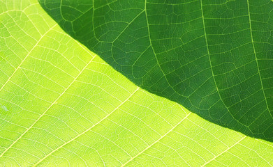 green leaf. macro