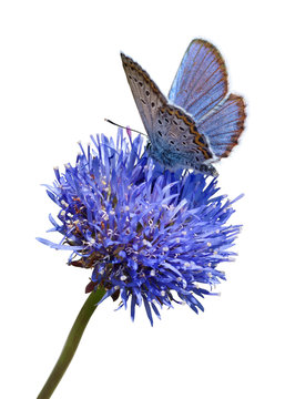 Blue Butterfly On Flower Cutout