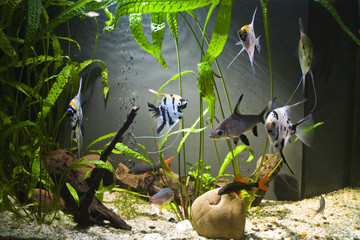 Freshwater Aquarium