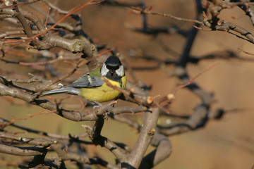great tit