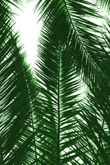 Fototapeta premium Palm tree leaves natural background. Isolated on white.