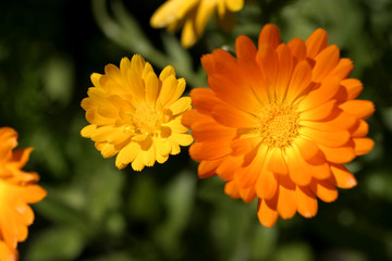 yellow flower in the garden.