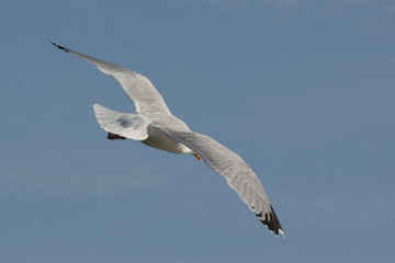 L'envergure d'une mouette
