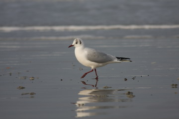 Mouette danseuse
