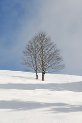 Fototapeta na wymiar arbres en hiver