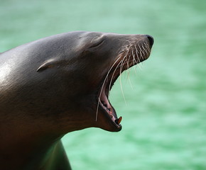 Otarie  6 © Glenan07