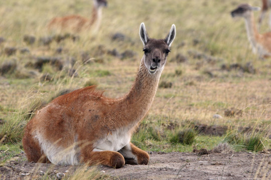 Guanaco
