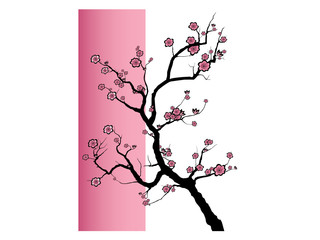 Vector illustration of a Japanese cherry tree in blossom