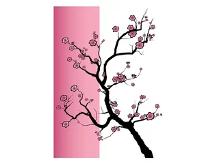 Foto op Plexiglas Vector illustration of a Japanese cherry tree in blossom © Isaxar