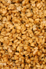 Wheat grains