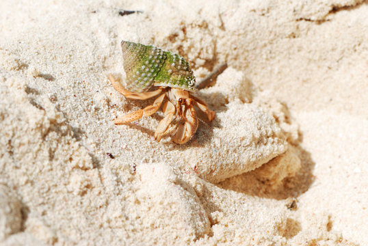 Hermit Crab on a beach