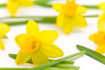 daffodils background