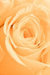 orange rose petals